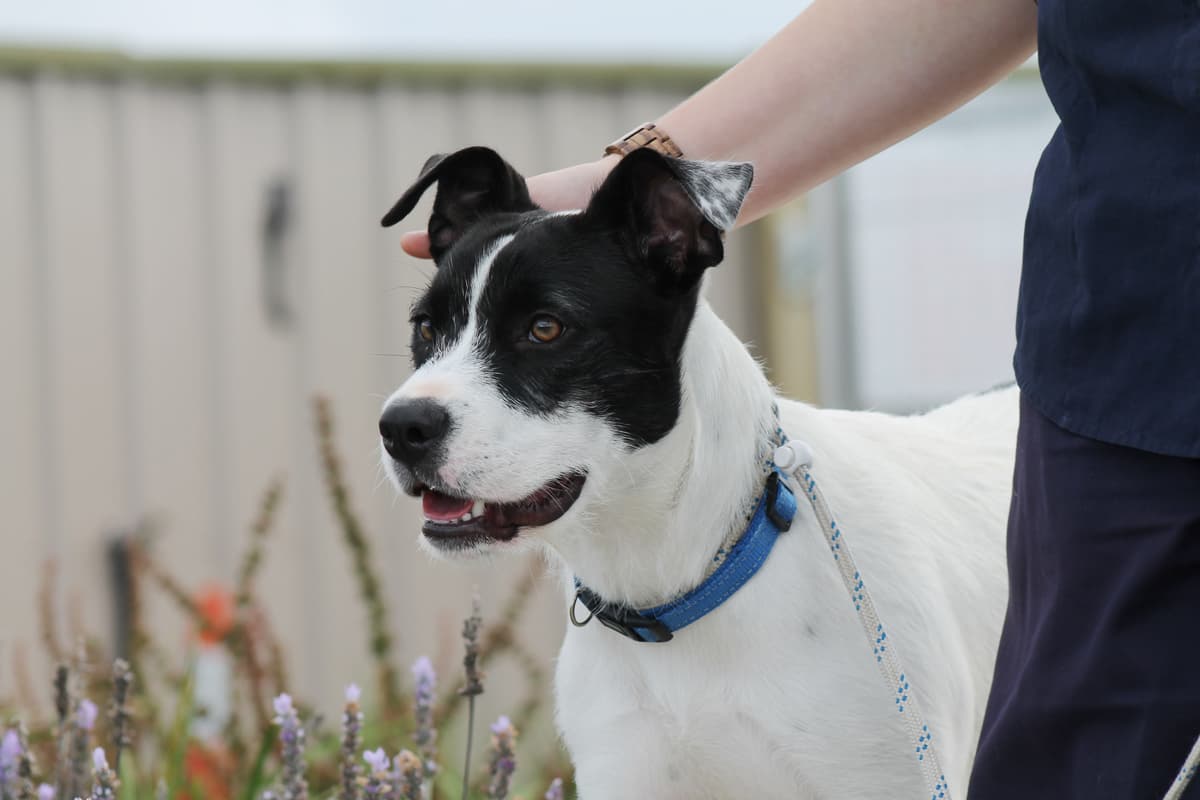 Gallery: Shelter, rehome & reunite