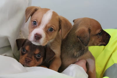Foster parent - Puppies and dogs