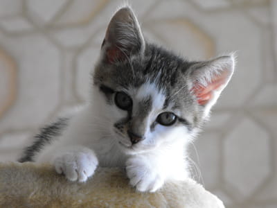 Foster parent - cats, kittens and rabbits