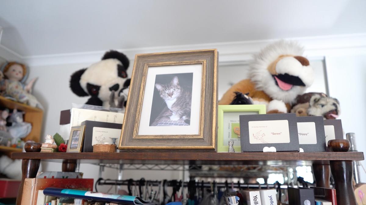 Photos and memories of Vivienne's past owned and foster cats.