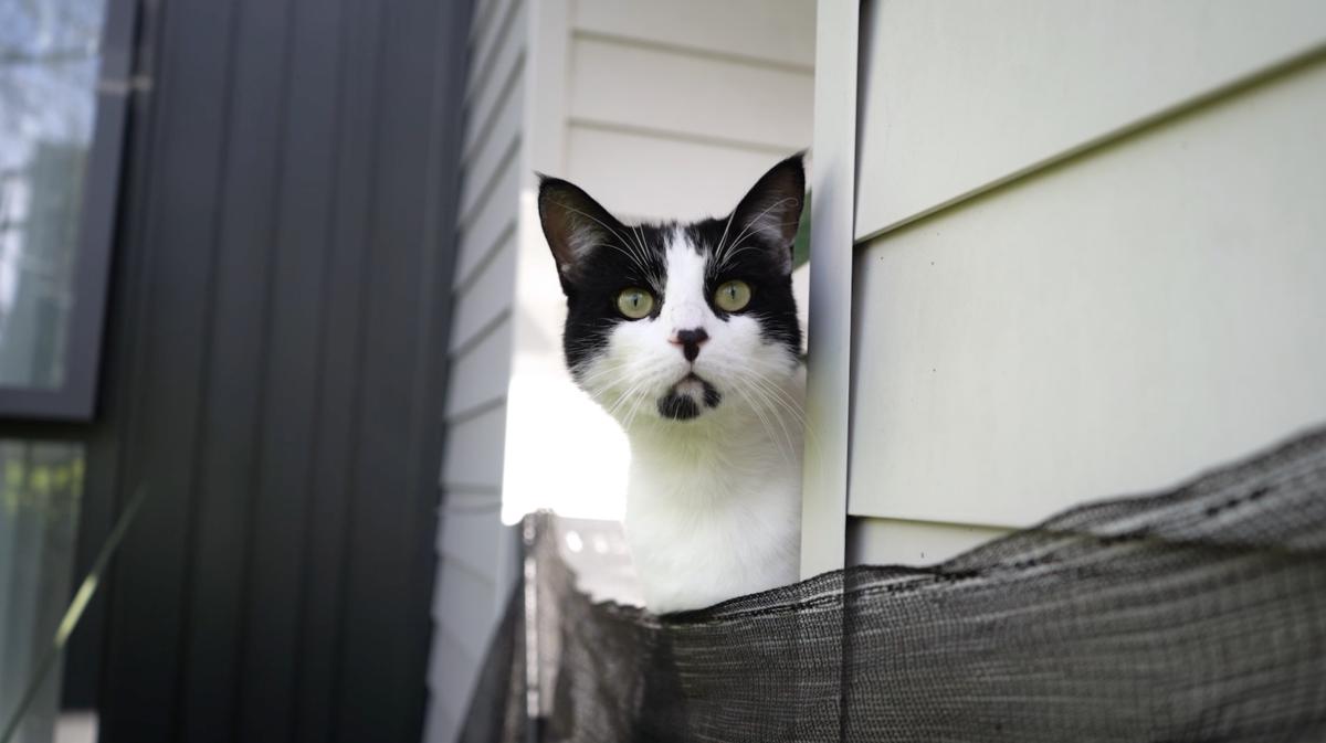 William loves to explore the garden and patio attached to his unit.