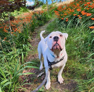 A long time coming: SPCA long-stay finds his loving forever home at last