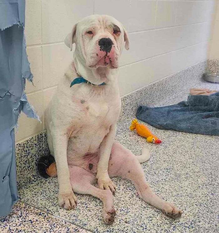 Titus was overlooked by potential adopters for many months.