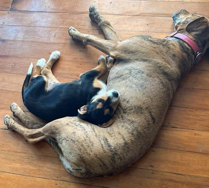 Foster puppy sleeping with resident dog, cuddling up together