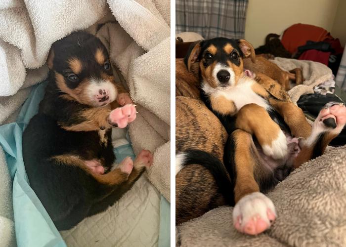 A before and after photo of a puppy in foster care, going from tiny to grown