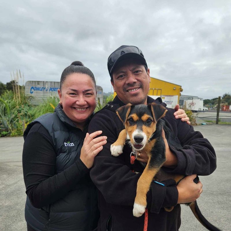 Two SPCA dogs in their adoptive homes, with loving families