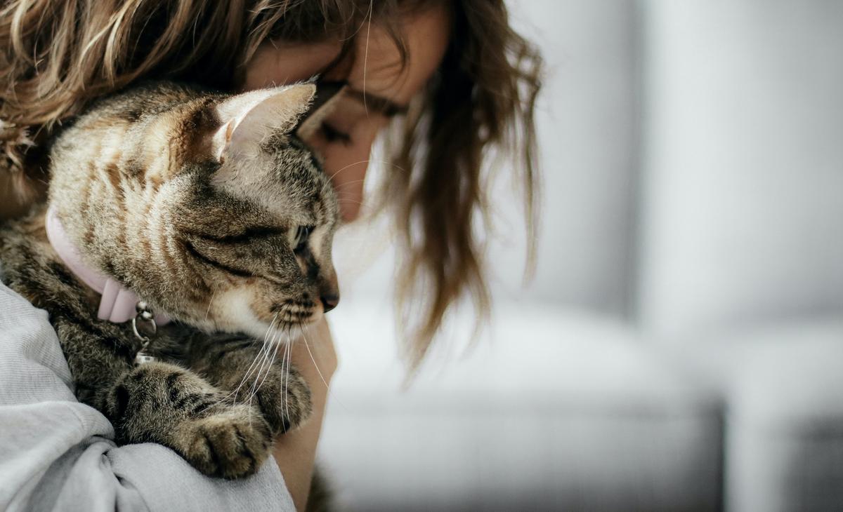 Indoor tabby cat with collar held in female owner's arms