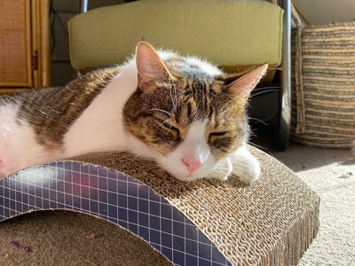 Special love found: SPCA’s long-stay residents go on to their forever homes