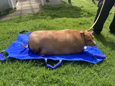 SPCA prosecutes woman over morbidly obese dog