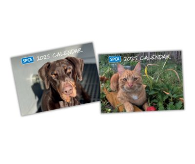 Introducing the stars of SPCA’s 2025 calendars!