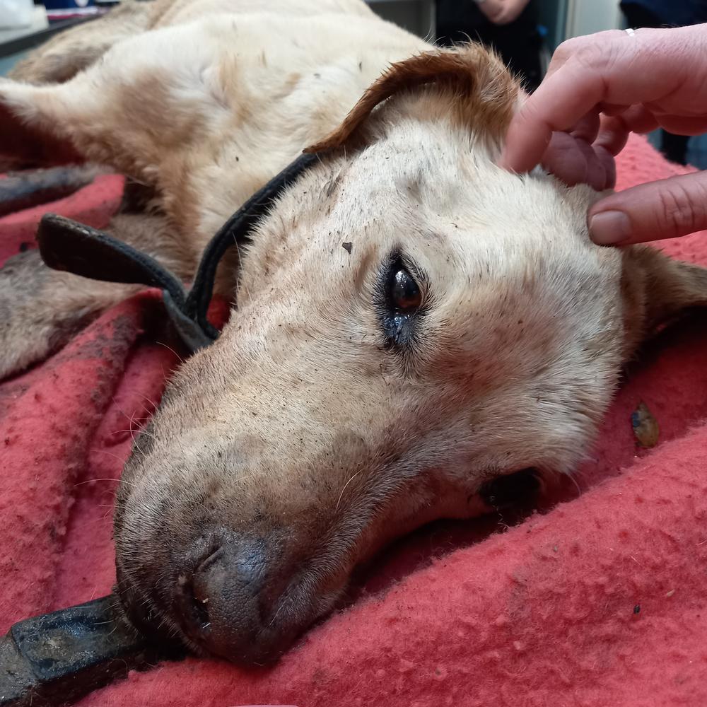 SPCA prosecutes woman who left dog to rot on a chain