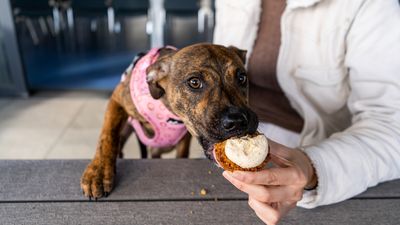 Bake a difference for animals in need with Cupcake Day!