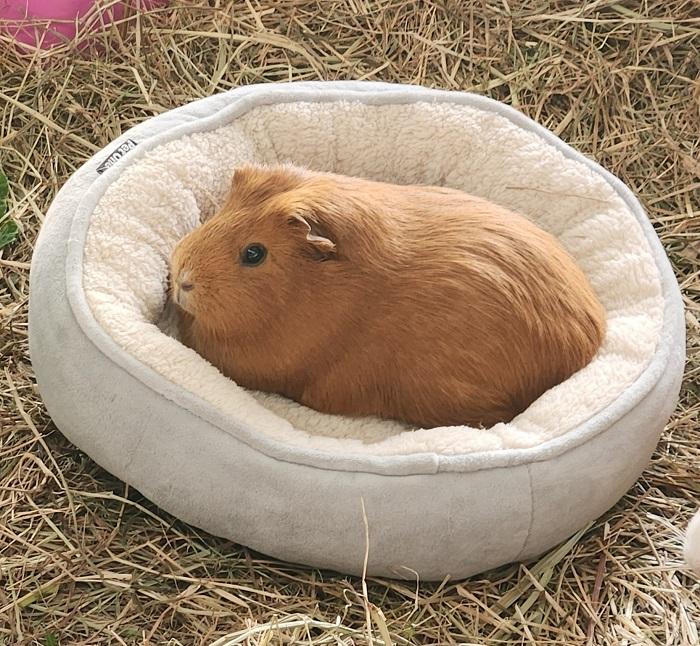 Guinea pig comfortable in its bed