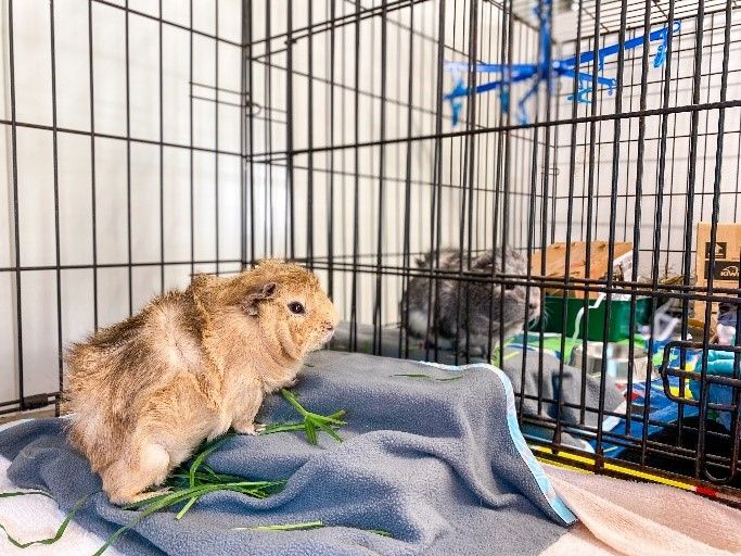 Guinea pigs bonding through cage