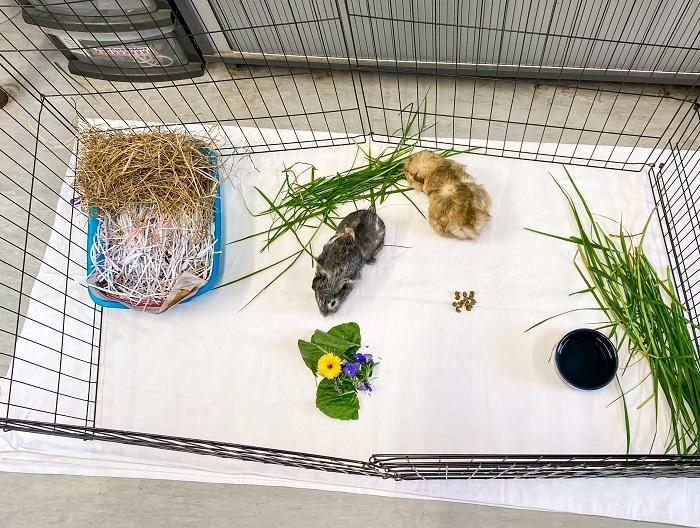 Guinea pigs slowly bonding in cage