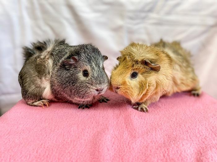 Two guinea pigs bonded together