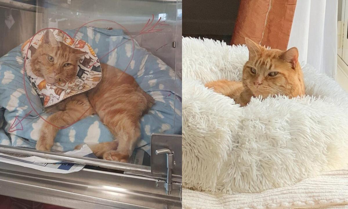 Jackson during his recovery in Bee's unit (left), and afterwards in his loving forever home (right).