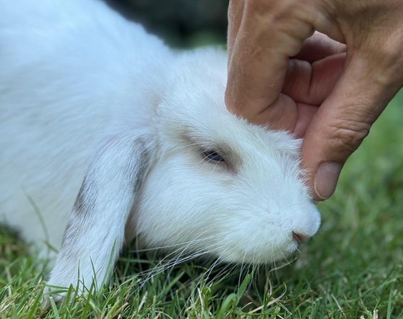 White rabbit having his face scratched