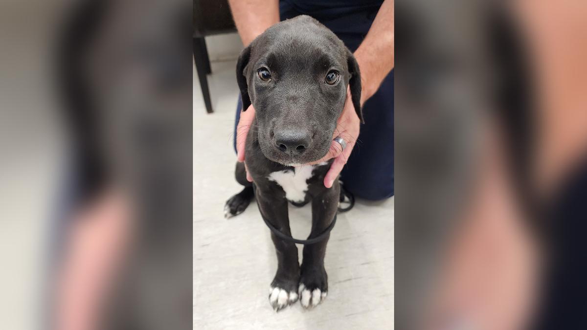 Home detention for multiple violent attacks on puppy 
