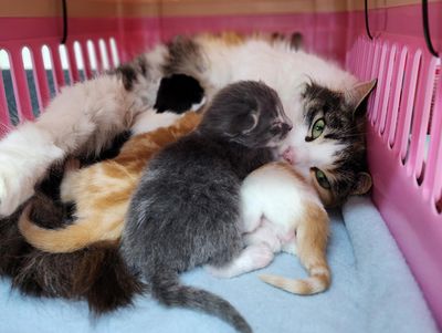 SPCA Centres around New Zealand see an early start to kitten season 