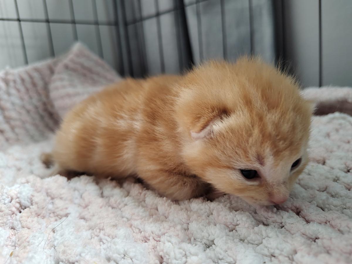 From rescued to rehomed: Elliot’s story 