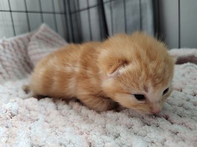 From rescued to rehomed: Elliot’s story 