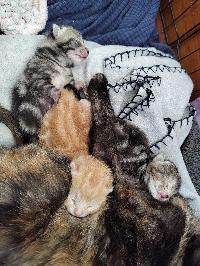 Elliot and his litter feeding as kittens