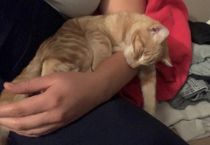 Elliot sleeping in his owners arms