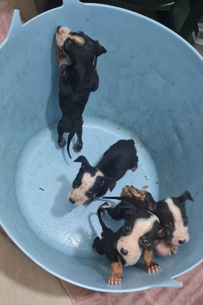 The four puppies in the basket in which they were found, shortly after their arrival at SPCA.