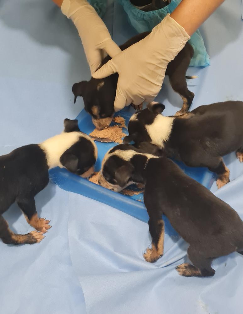 The four boys had lots of weight to put on – and eating to do!