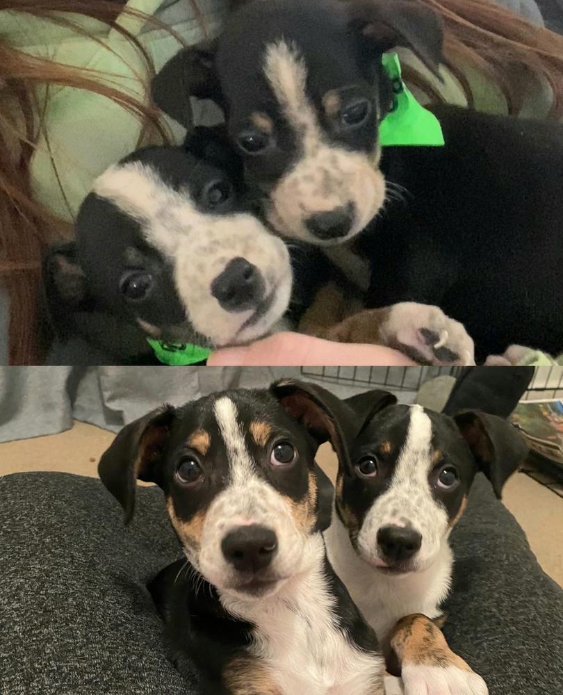 Two of the puppies, before and after their time in foster care.