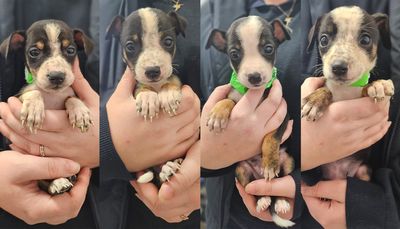 From rescued to rehomed: Four emaciated puppies abandoned in a laundry basket