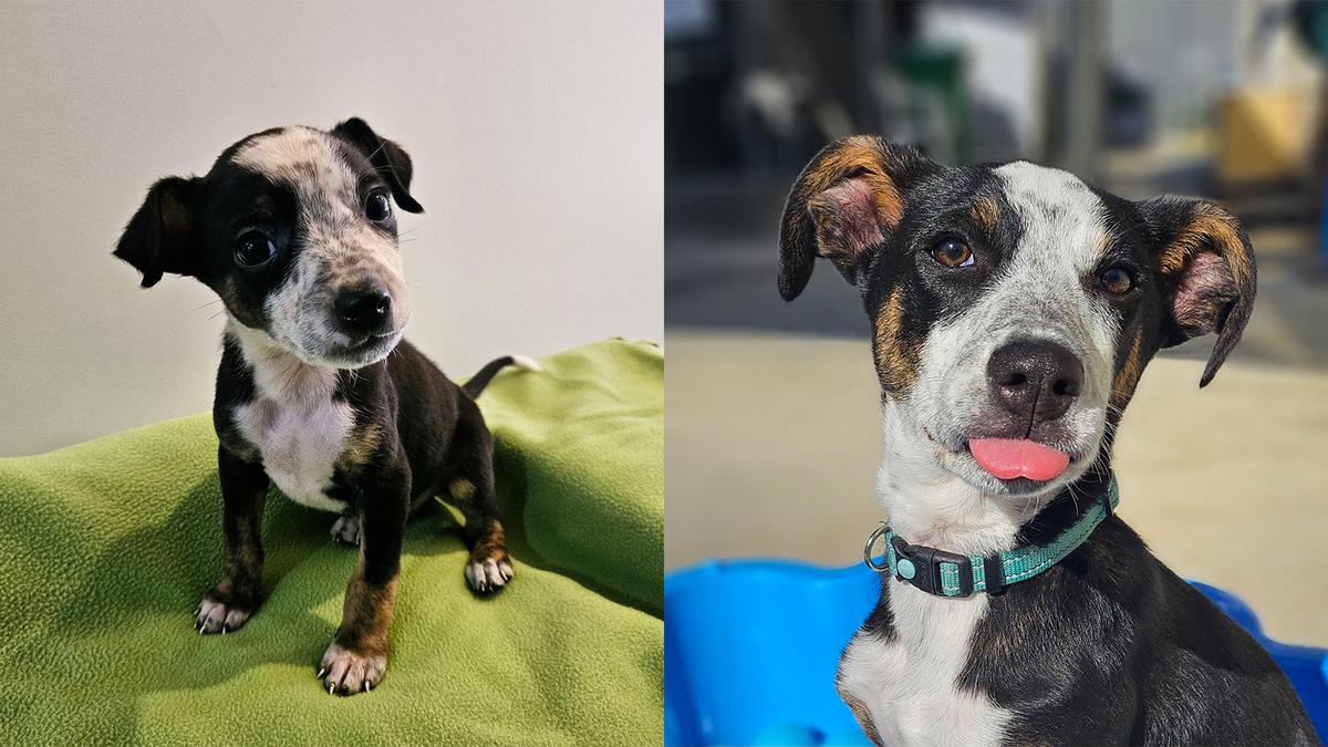 Tommy, as a young puppy and now.