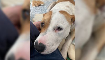 SPCA prosecutes man for violent abuse of dog