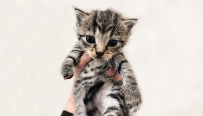 From rescued to rehomed: Phoebe's story