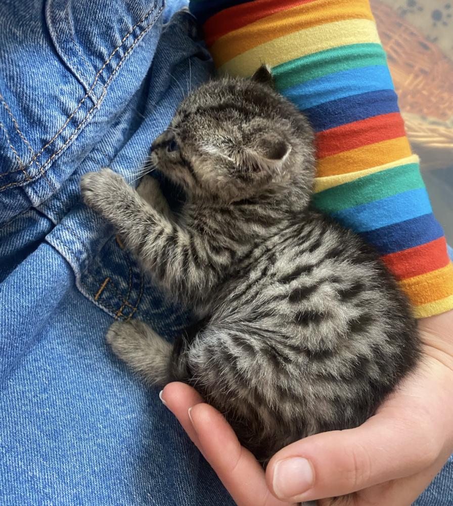 Phoebe shortly after she arrived at her foster home, in her soon-to-be mum Ivy's arms.