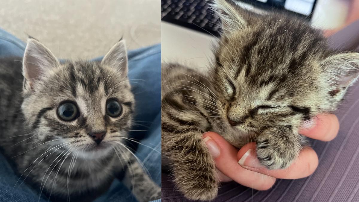 Phoebe settled quickly into her foster home, loving her new life.