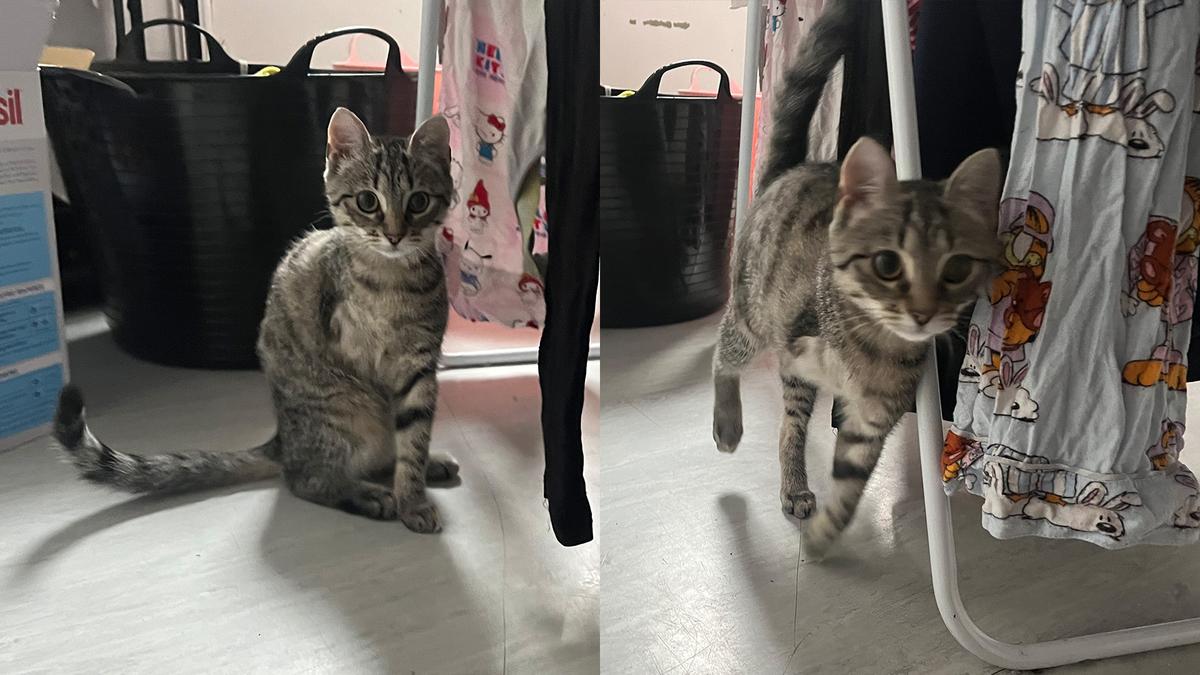 Phoebe after her amputation, back to zooming around her home.