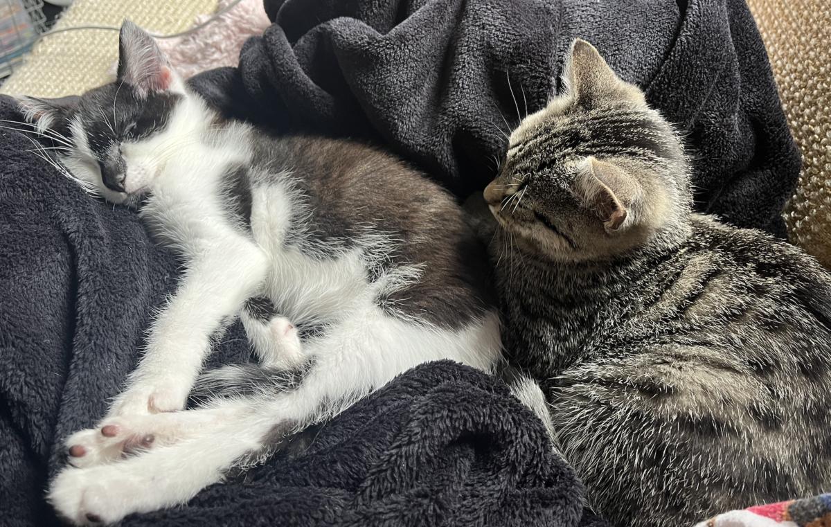Phoebe and Sooty, another of Ivy's foster cats.