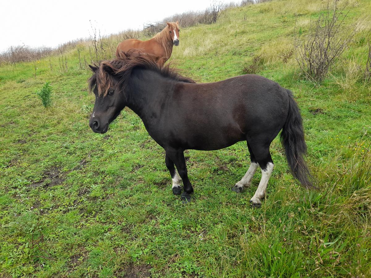 Two sentenced for lame and dehydrated horses