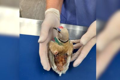 SPCA prosecutes woman for failing to provide for animals in her care