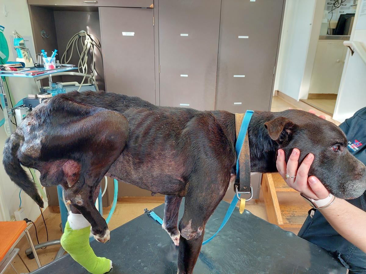 Man sentenced for starvation and neglect of his dog