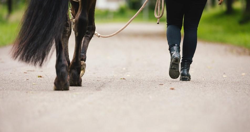 SPCA supports horse rider safety