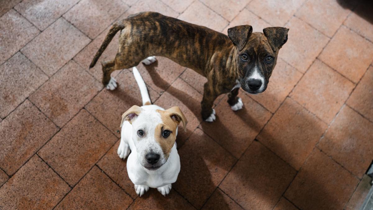 Need a new best friend?