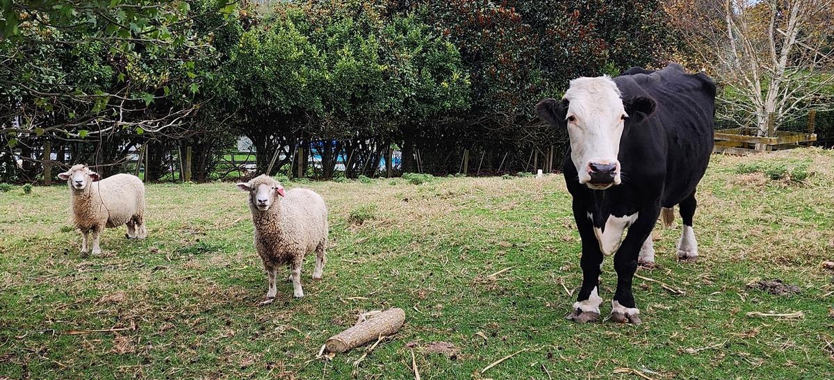 Farm animals rescued from horrific conditions inside garage 