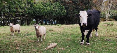 Farm animals rescued from horrific conditions inside garage 