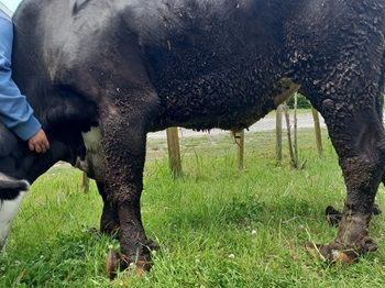 Cow with excrement up to its belly