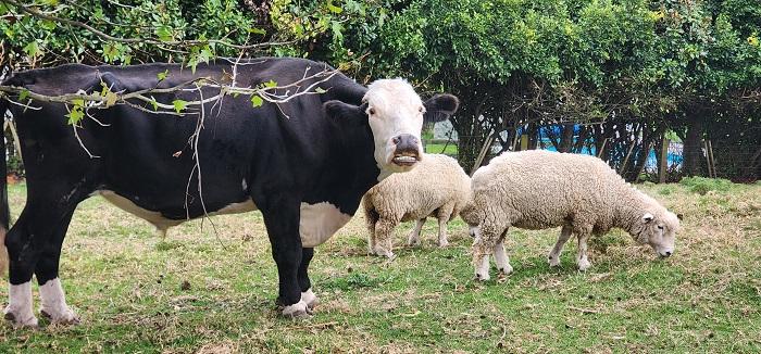 The animals recovered in loving foster care.