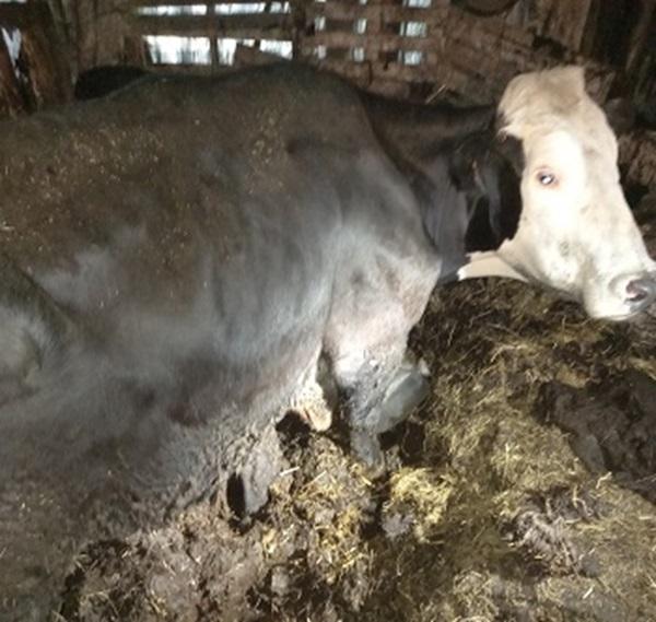 Cow standing in excrement 