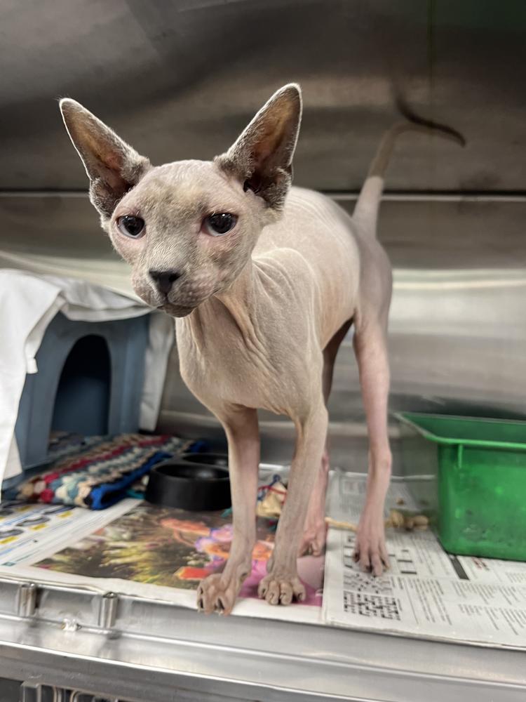 Furrdinand, shortly after his arrival at our Christchurch Centre.